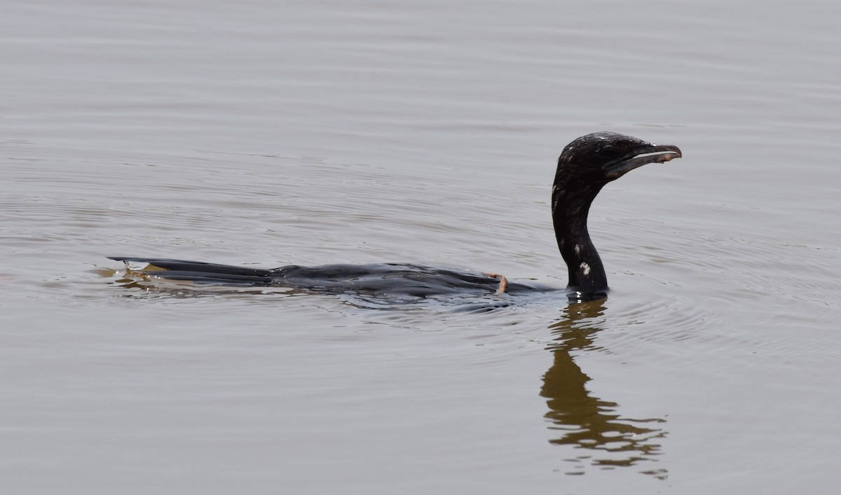 Little Cormorant - mathew thekkethala