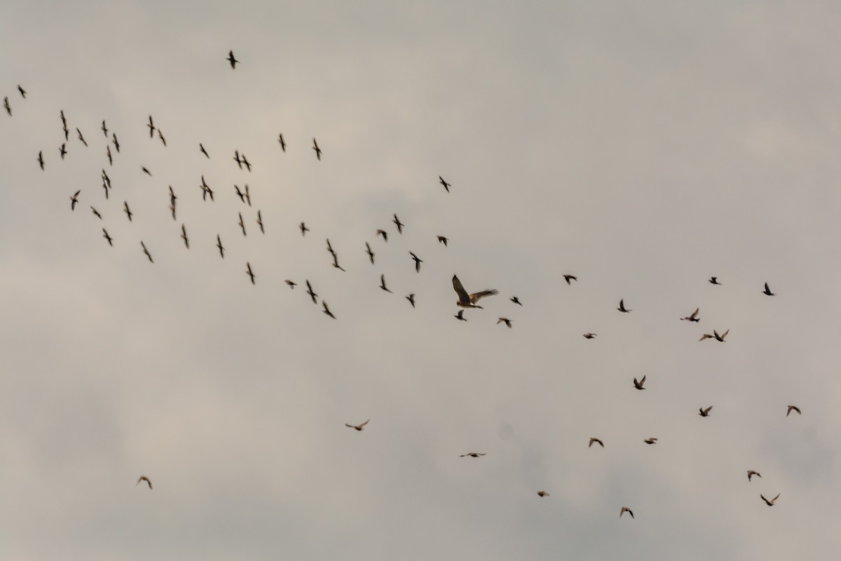 Northern Harrier - ML173301771