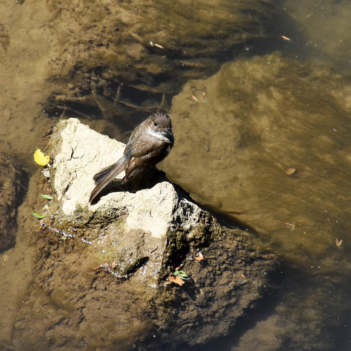 Eastern Phoebe - Team Sidhu-White