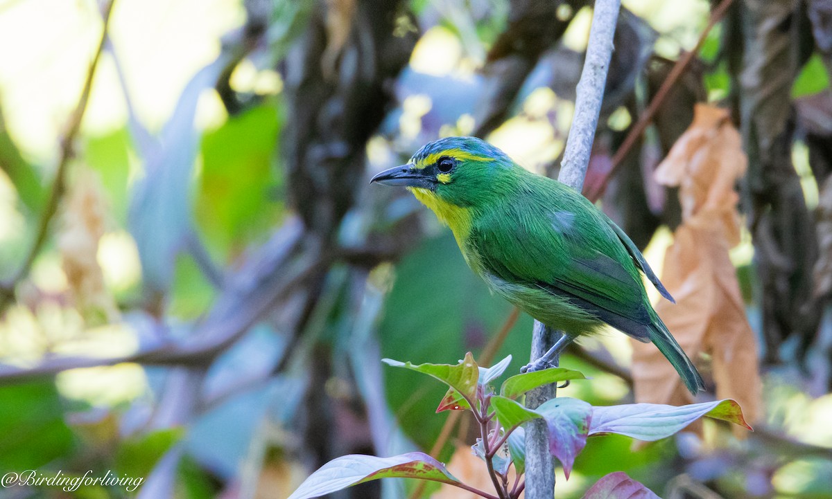 Yellow-browed Shrike-Vireo - Alejandro Cartagena Ramirez