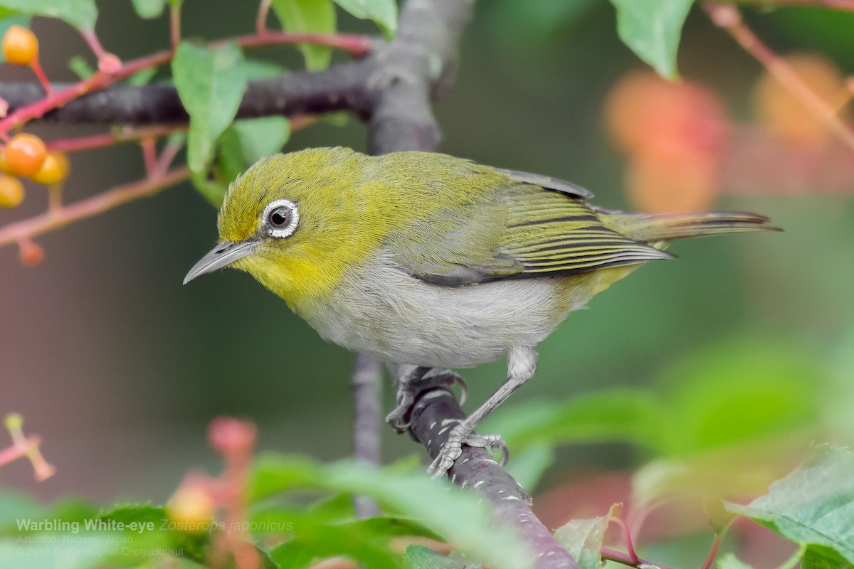 Warbling White-eye - ML173309281