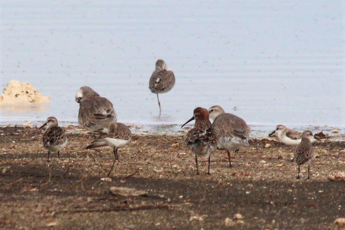 Curlew Sandpiper - ML173309751