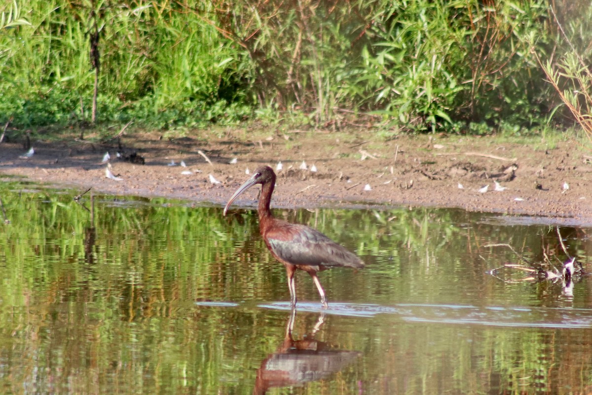 Glossy Ibis - ML173310131