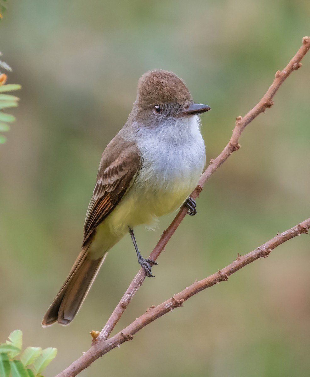 Brown-crested Flycatcher - Giovan Alex