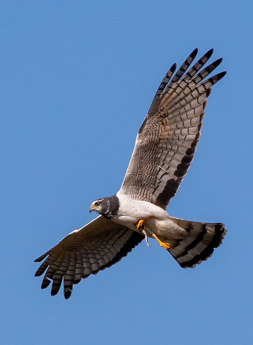 Long-winged Harrier - Giovan Alex