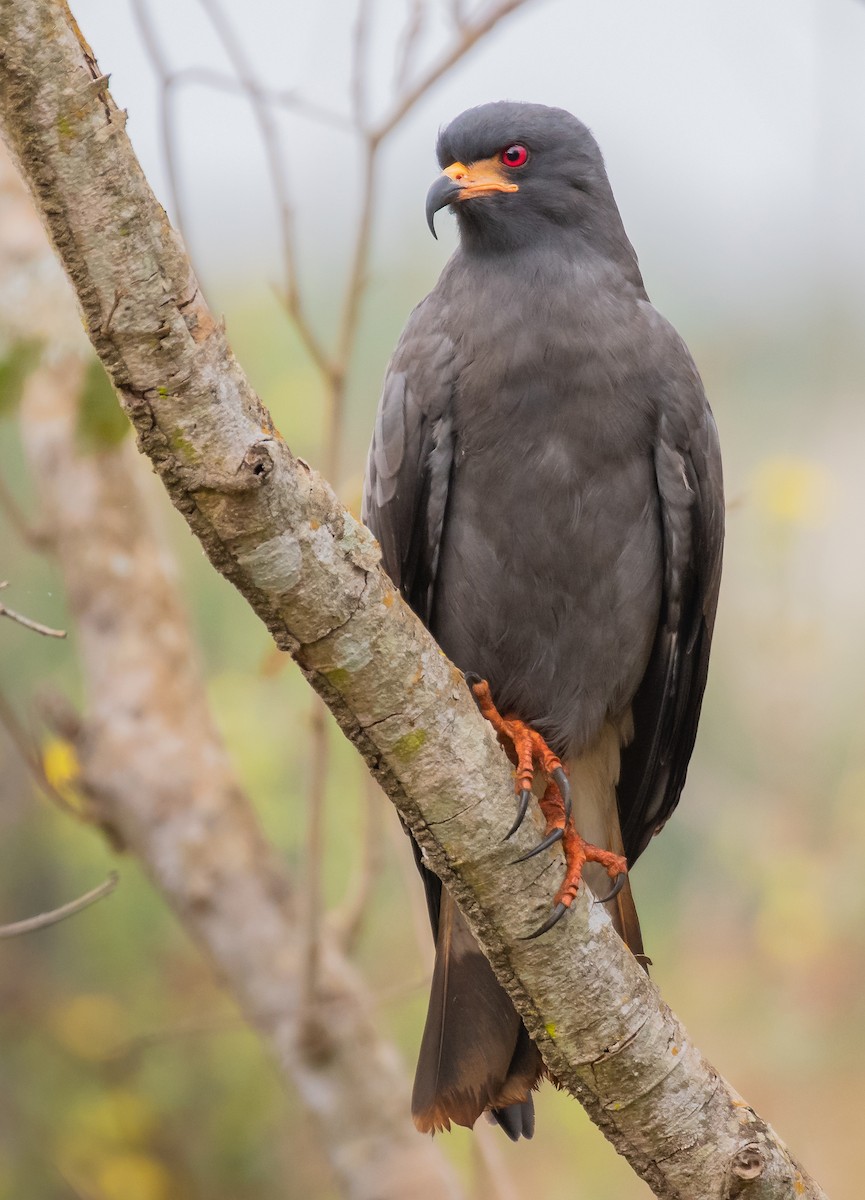 Snail Kite - Giovan Alex