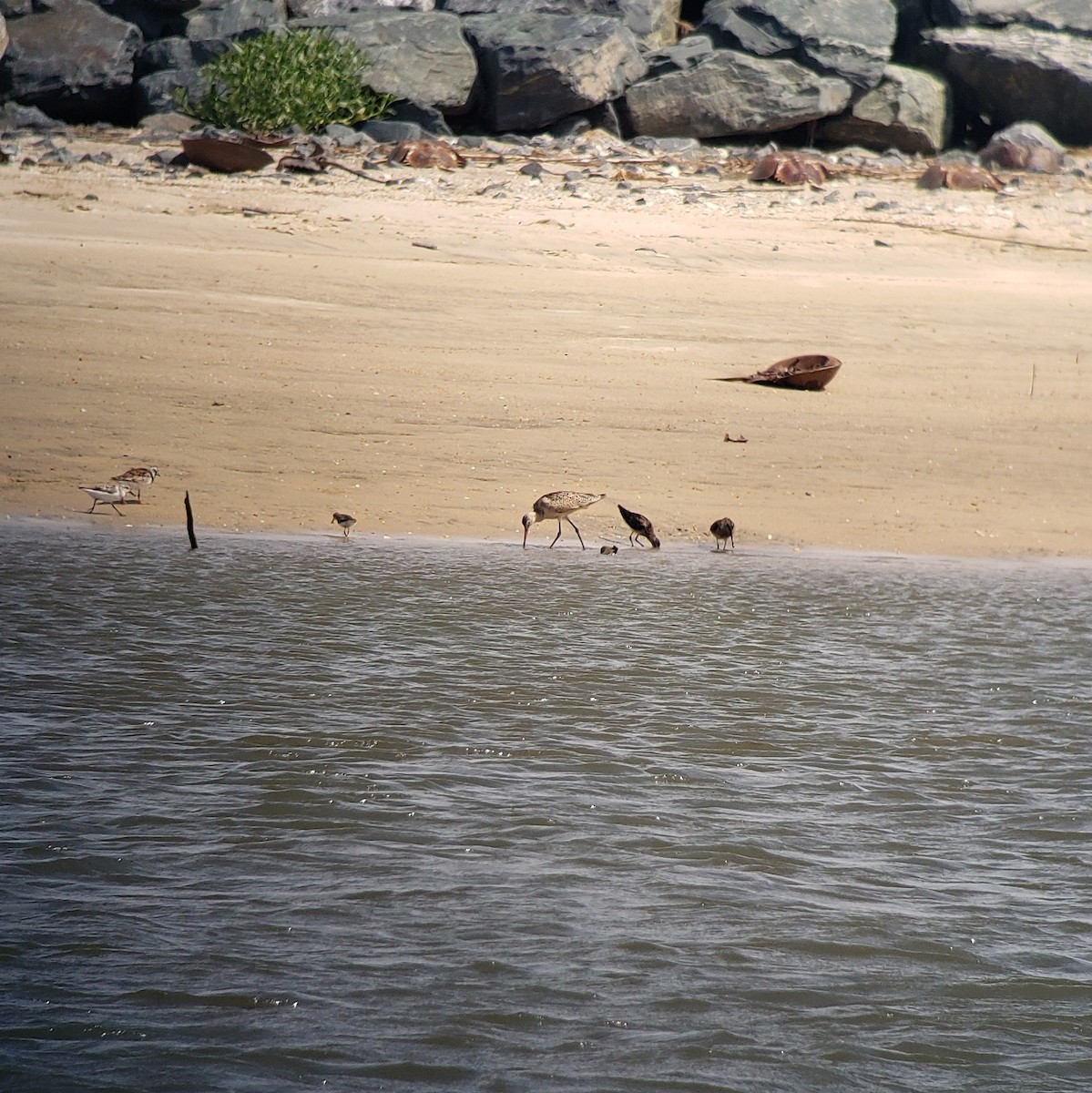 Marbled Godwit - ML173312281