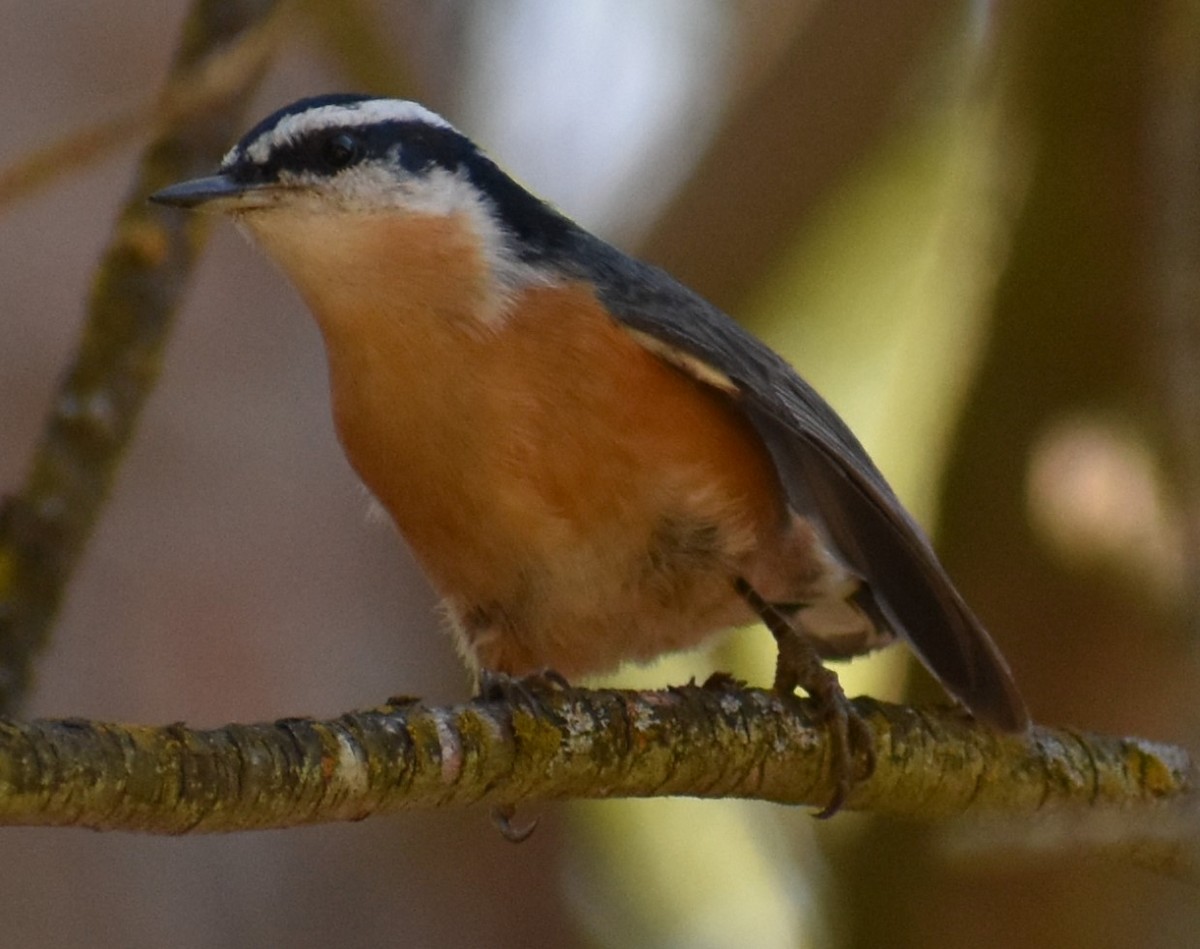 Red-breasted Nuthatch - ML173313211