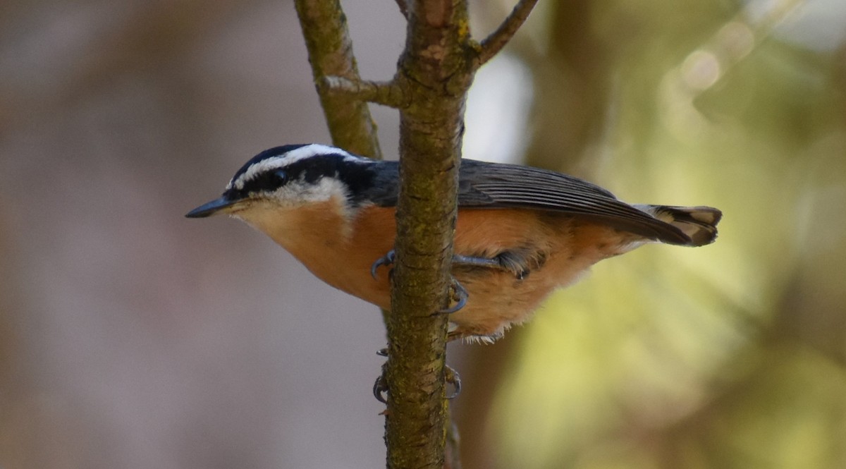 Red-breasted Nuthatch - ML173313231