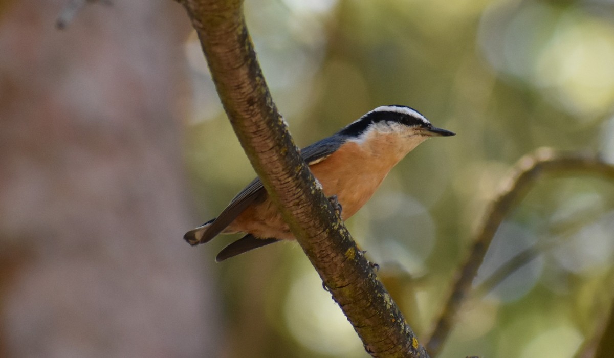 Red-breasted Nuthatch - ML173313241