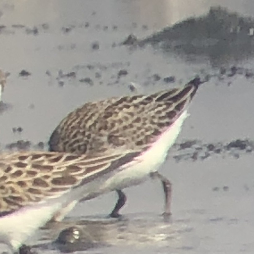 Semipalmated Sandpiper - Lucas stephenson