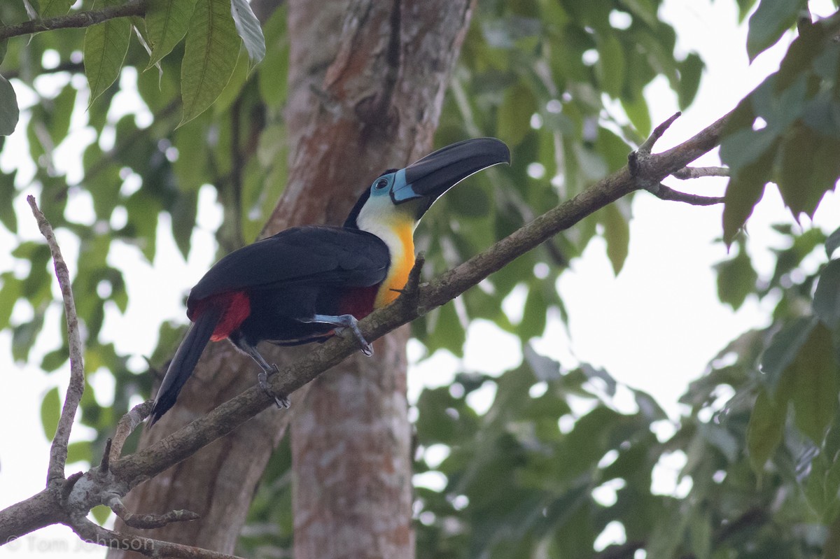 Channel-billed Toucan - ML173316331