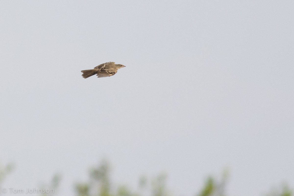 Large Elaenia - Tom Johnson