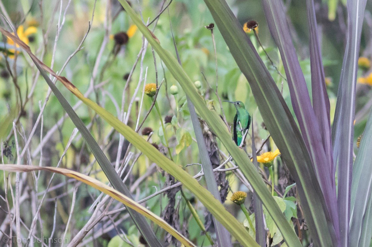 kolibřík zelenoocasý - ML173317071