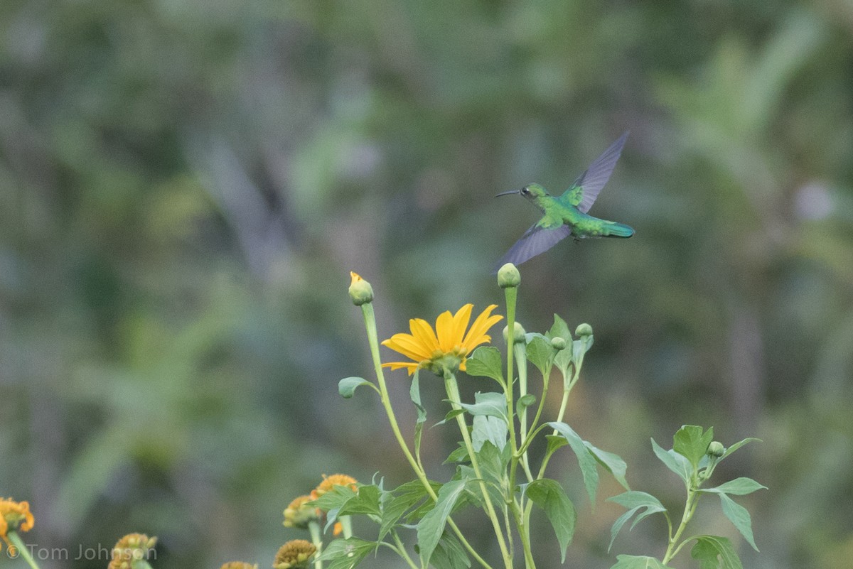 kolibřík zelenoocasý - ML173317081