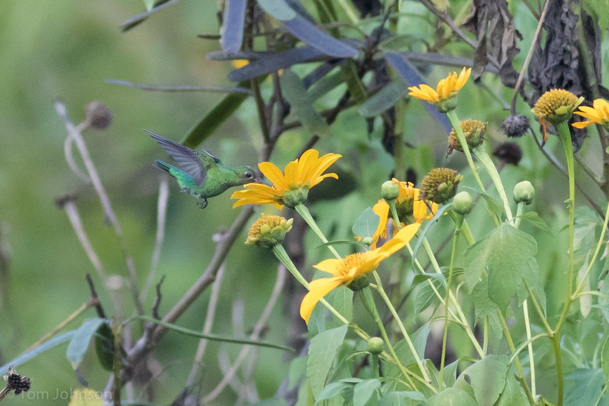 kolibřík zelenoocasý - ML173317091