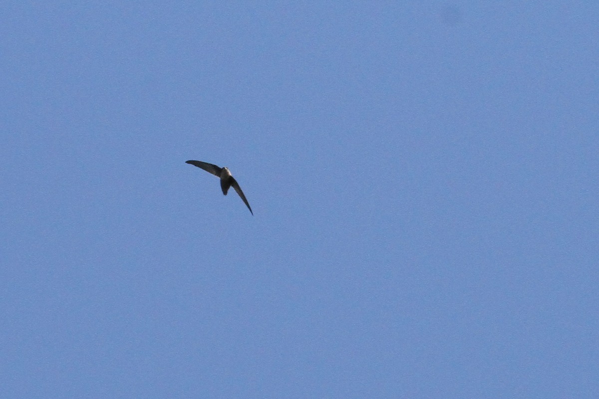 Chimney Swift - ML173318151