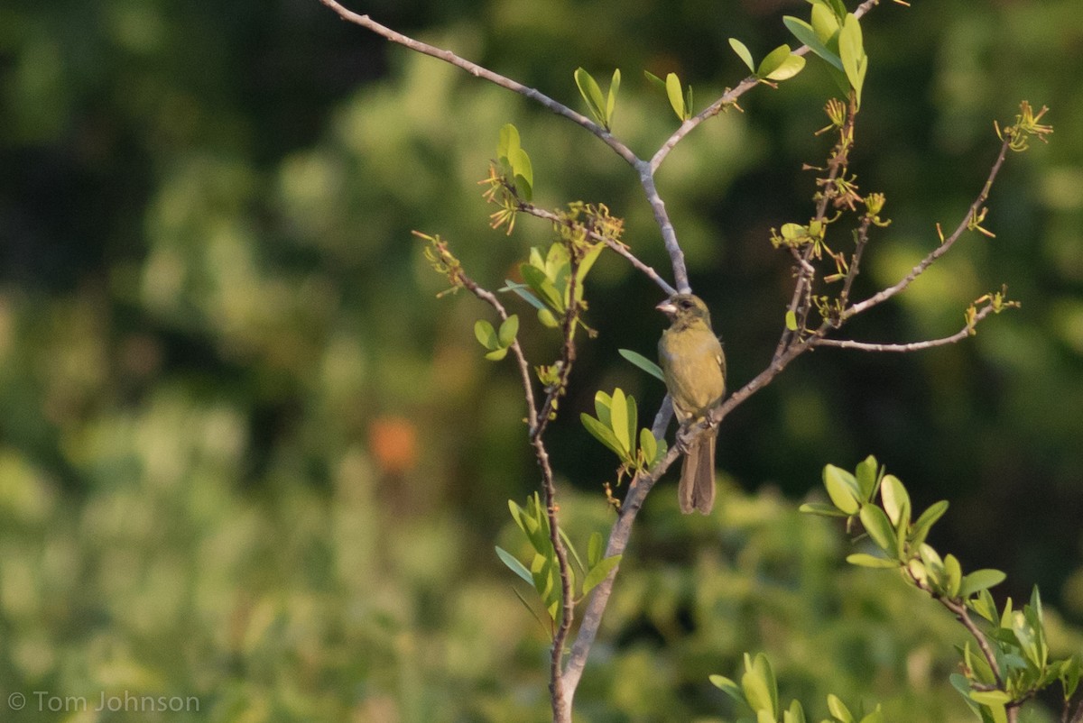 Tangara Carinegra - ML173318181