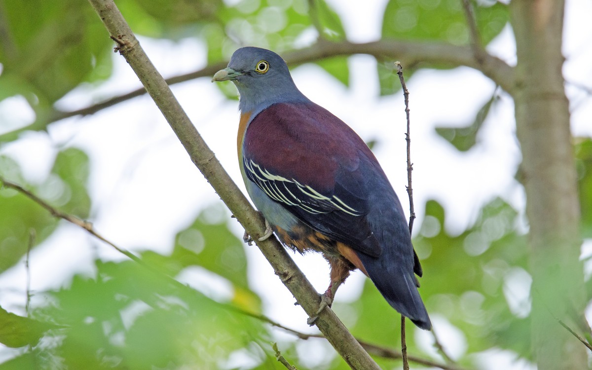 Little Green-Pigeon - Ashraf Anuar Zaini