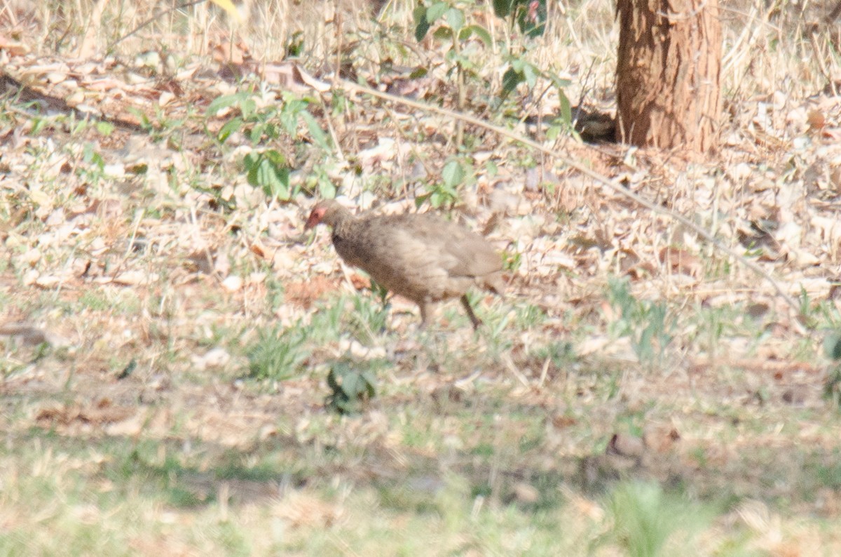 Swainson's Spurfowl - ML173318281