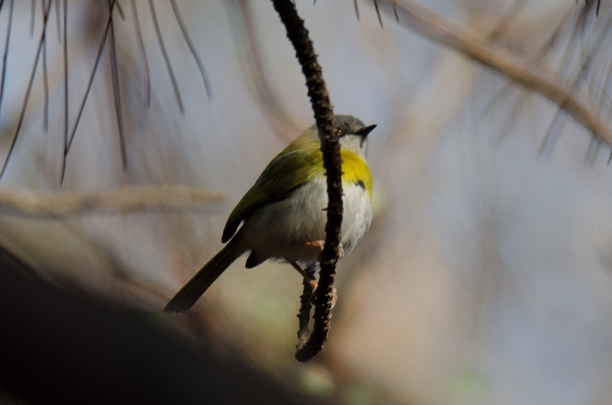 Yellow-breasted Apalis (Yellow-breasted) - ML173318491
