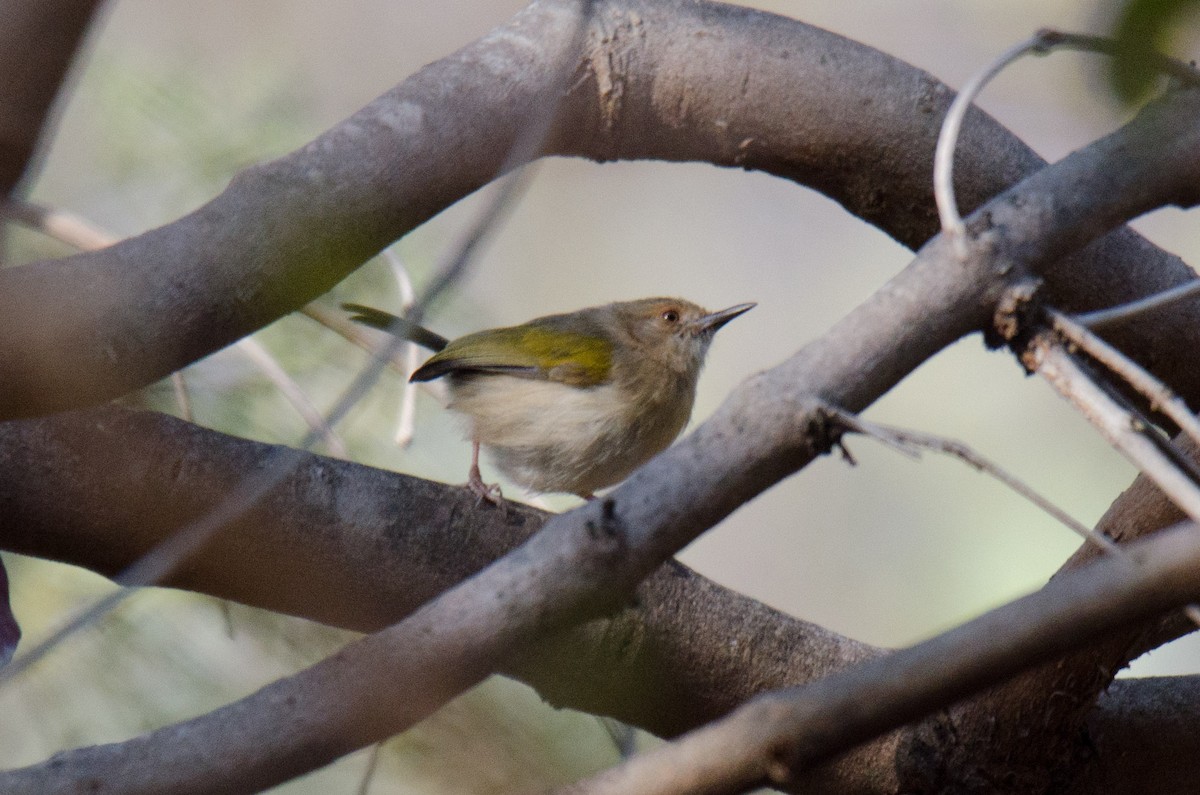 Green-backed Camaroptera (Gray-backed) - ML173318501