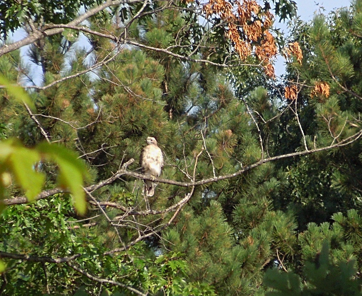 Red-tailed Hawk - ML173320821