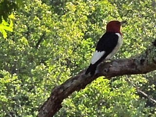 Red-headed Woodpecker - ML173321171