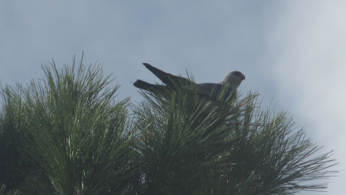 Mississippi Kite - ML173321511