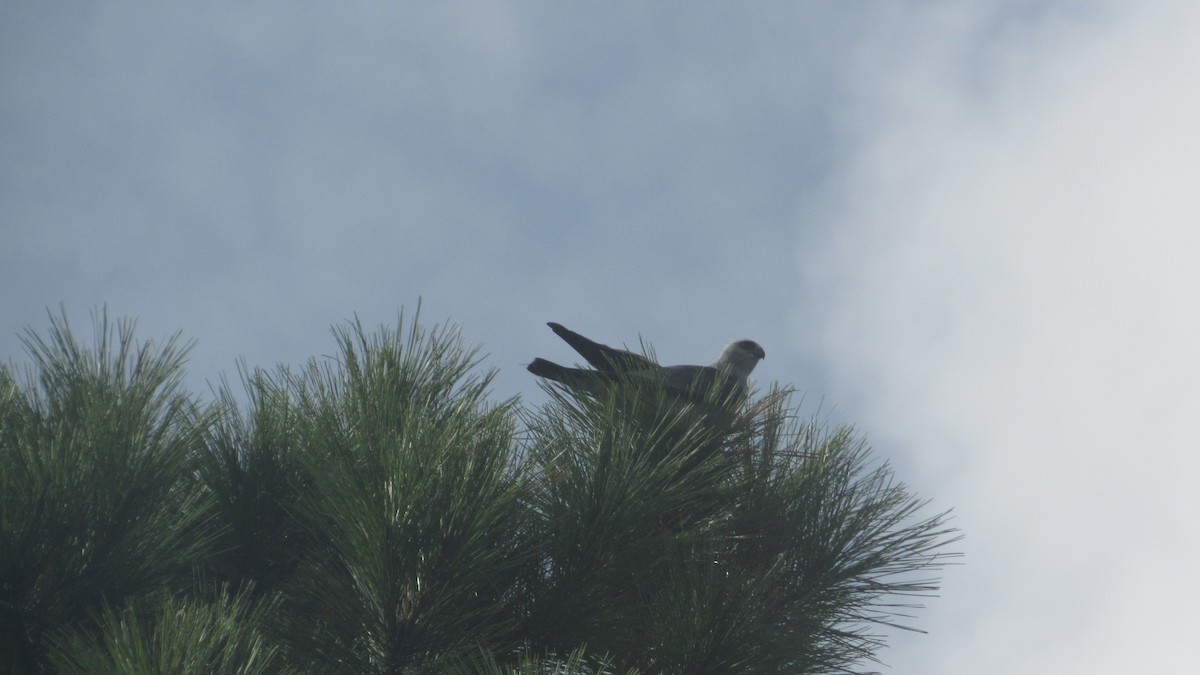 Mississippi Kite - ML173321521