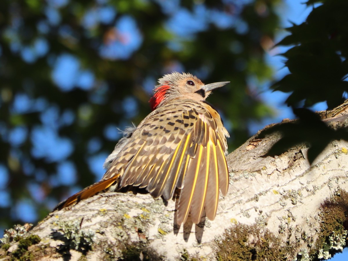 Northern Flicker - ML173325251
