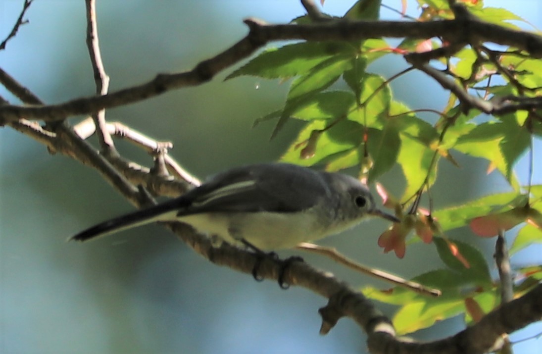 Blue-gray Gnatcatcher - ML173326211
