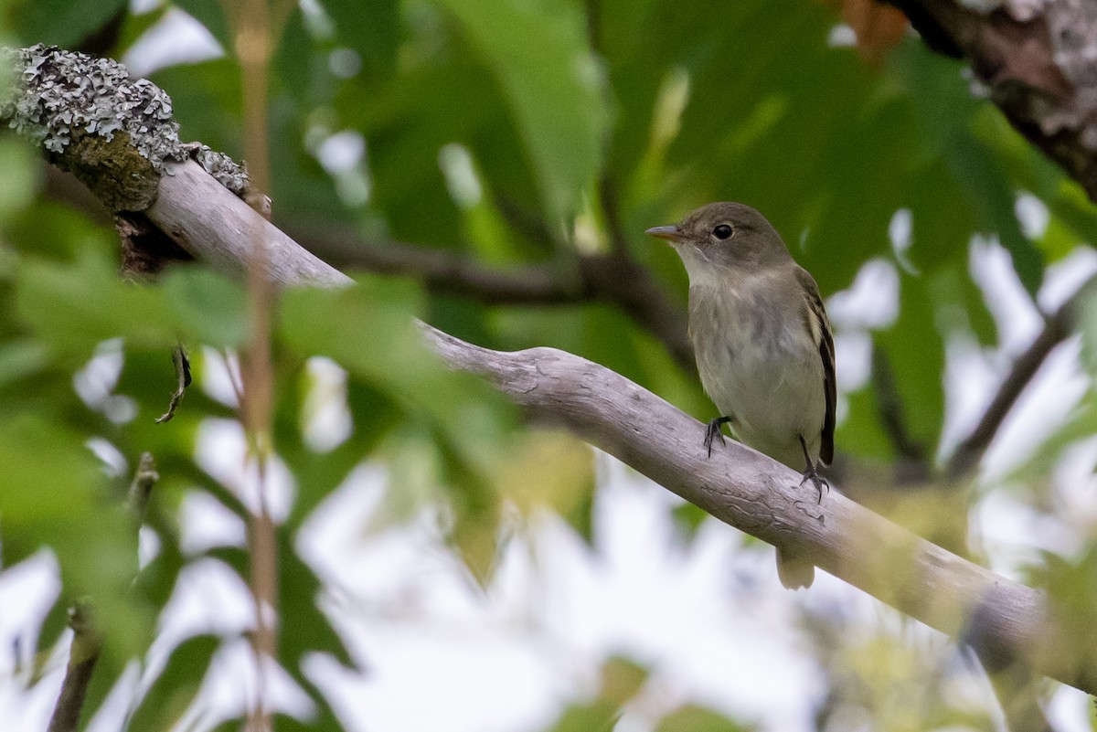 Willow Flycatcher - ML173327891