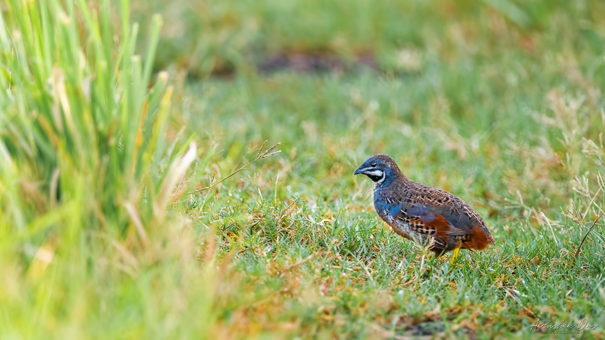 Blue-breasted Quail - Abhishek Das