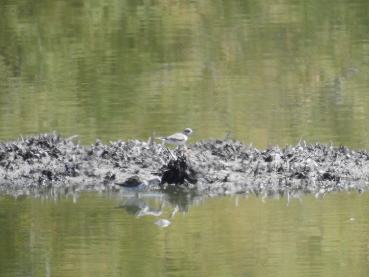 Little Ringed Plover - ML173334391