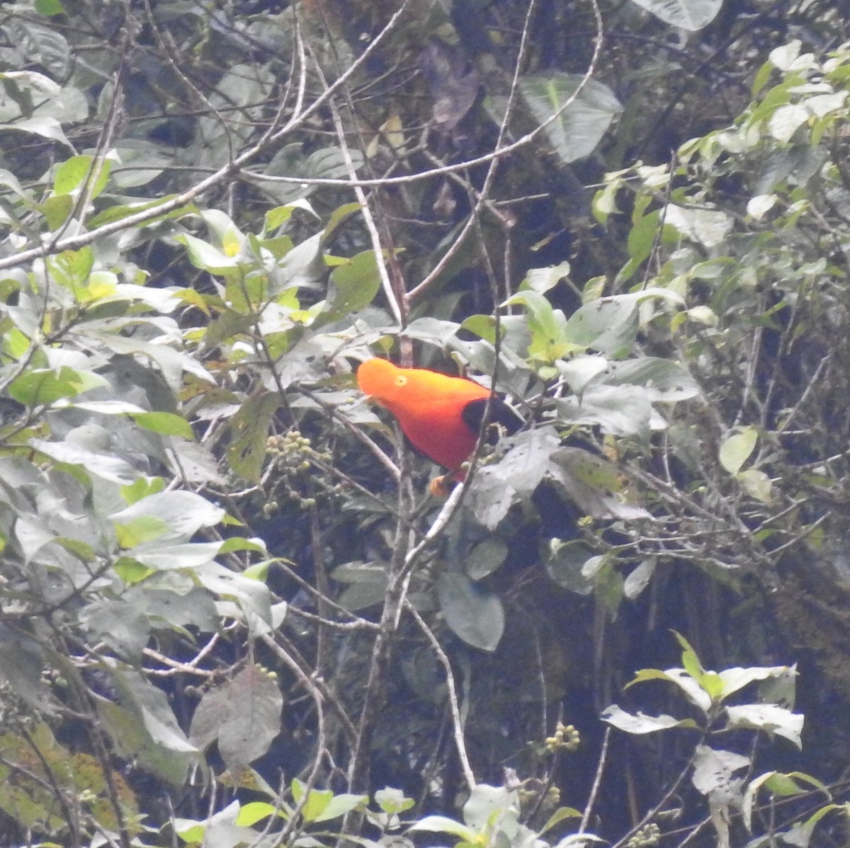 Andean Cock-of-the-rock - Alejandro Vivas Ruiz