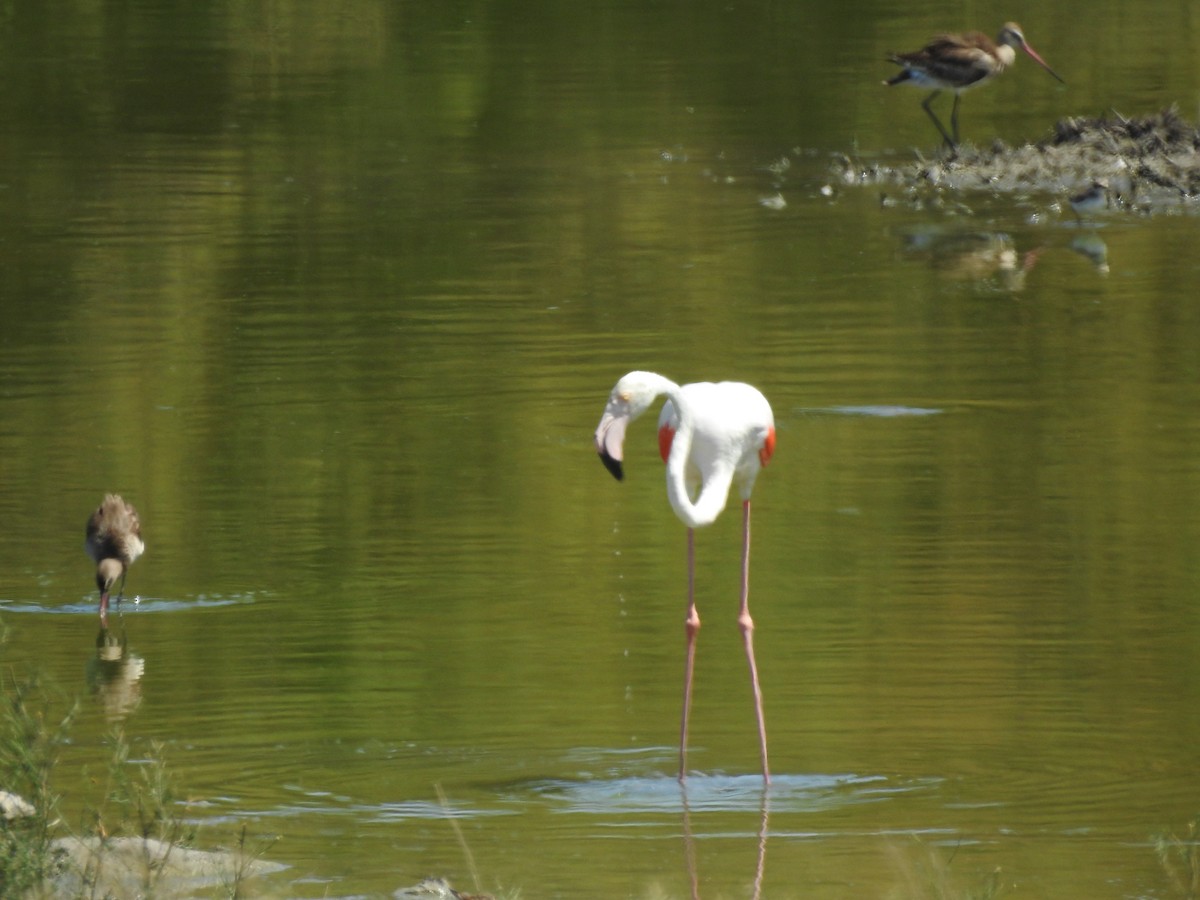 Greater Flamingo - ML173335891