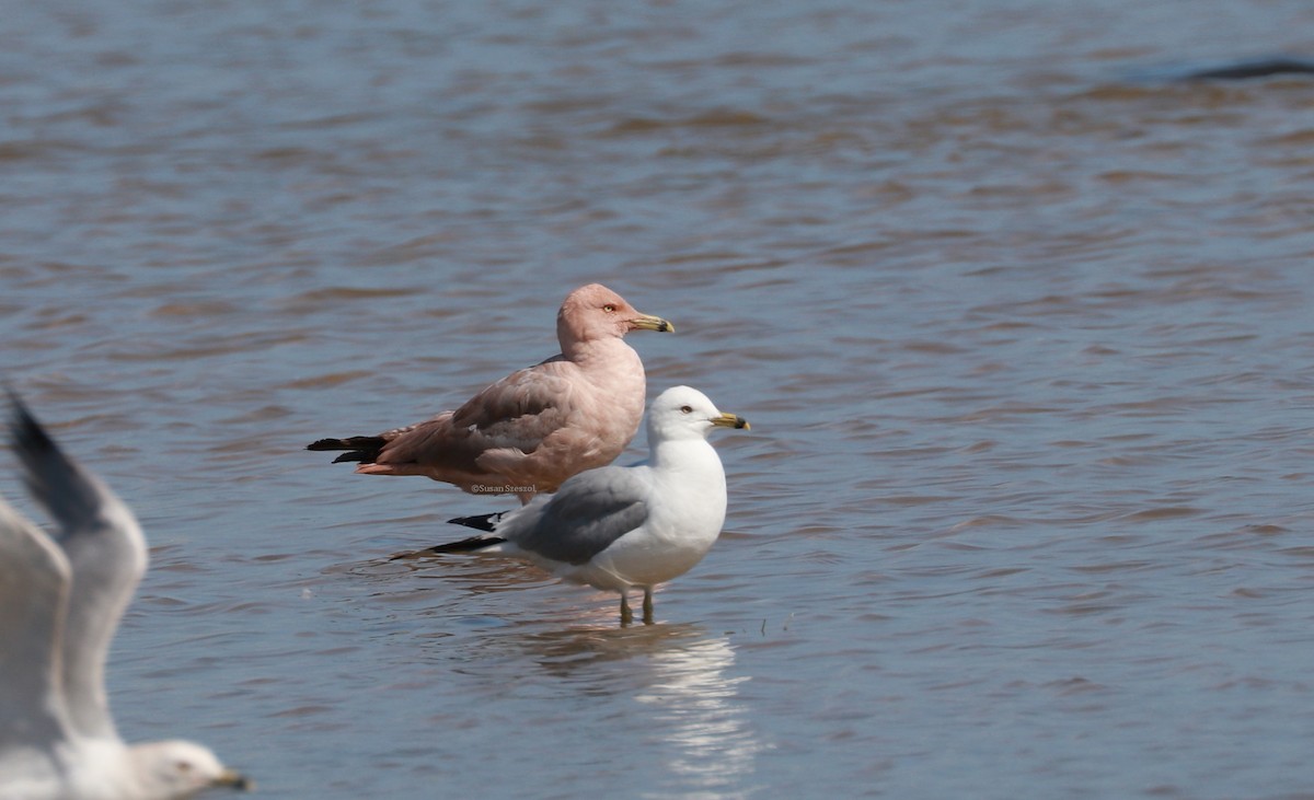 Ring-billed Gull - Susan Szeszol