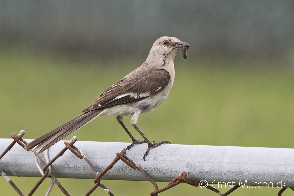 Northern Mockingbird - ML173335961