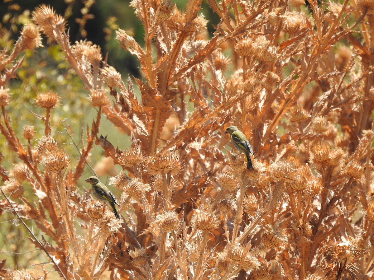 European Greenfinch - ML173336061