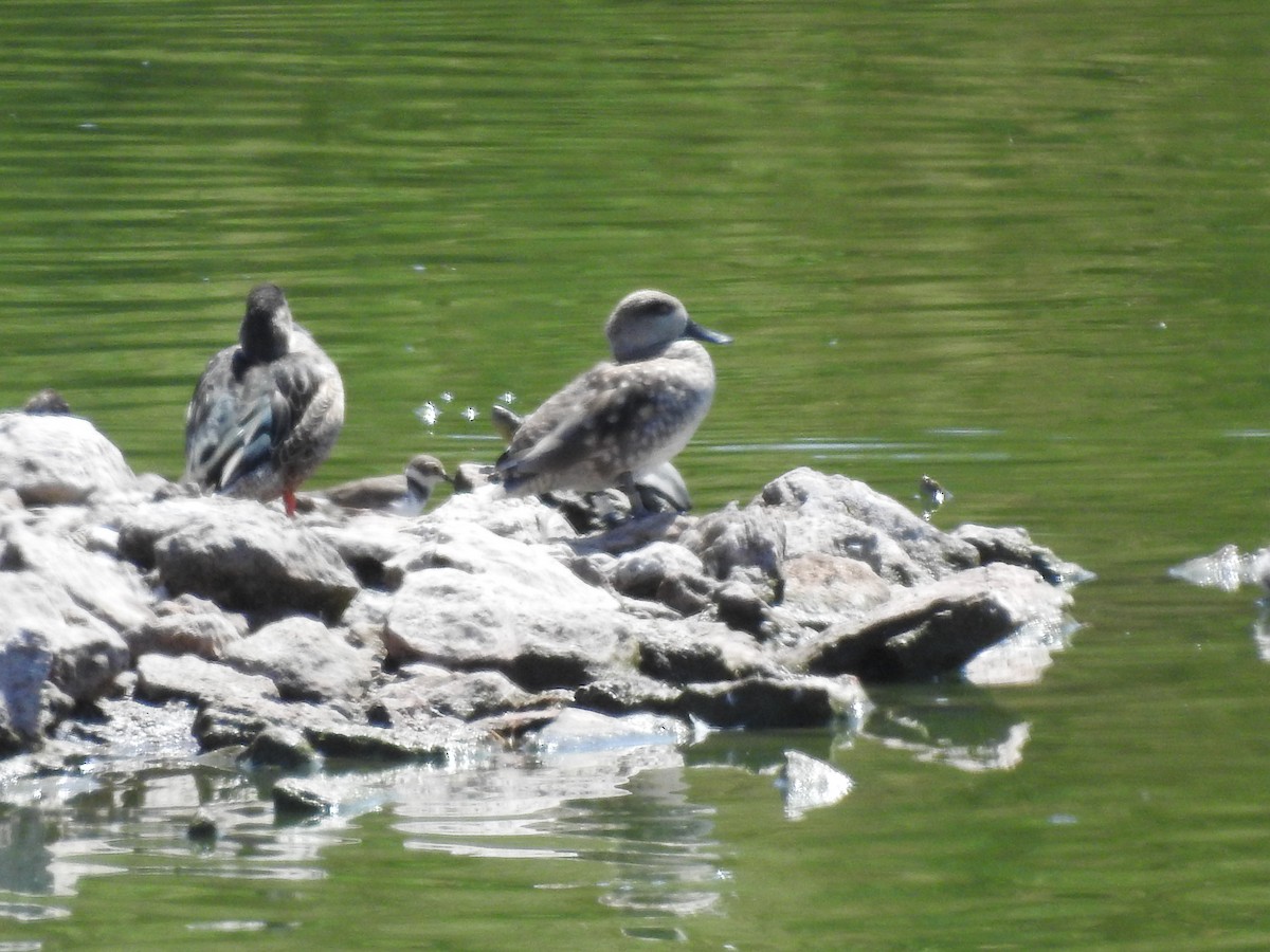 Marbled Duck - ML173336351