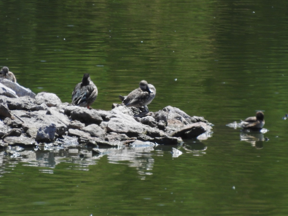 Marbled Duck - ML173336361