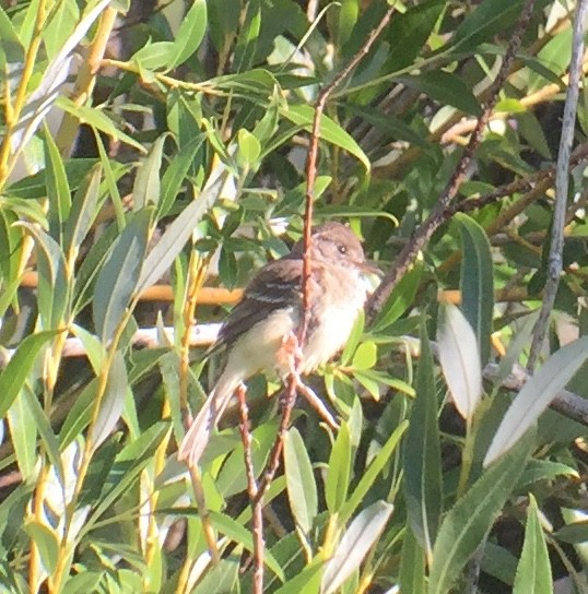 Willow Flycatcher - ML173337721