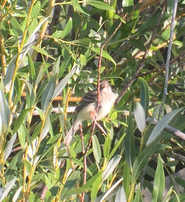 Willow Flycatcher - ML173337731
