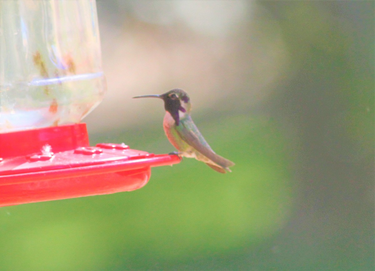 Costa's Hummingbird - Jay Huila Balvin