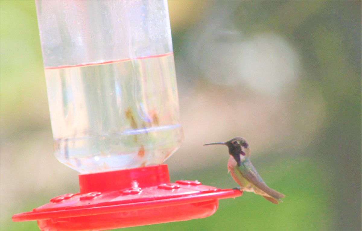 Costa's Hummingbird - ML173339541