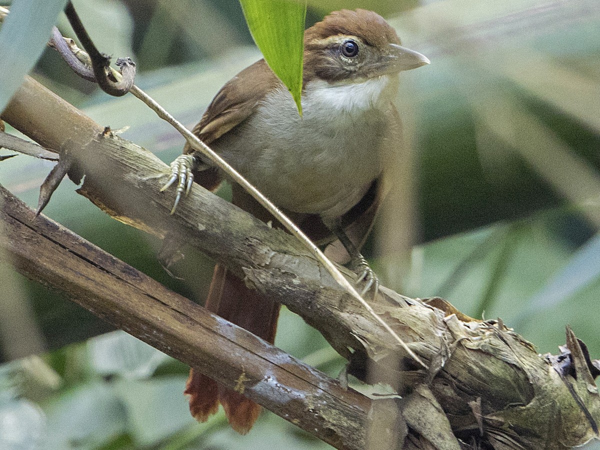 Dusky-cheeked Foliage-gleaner - Anabazenops dorsalis - Birds of 