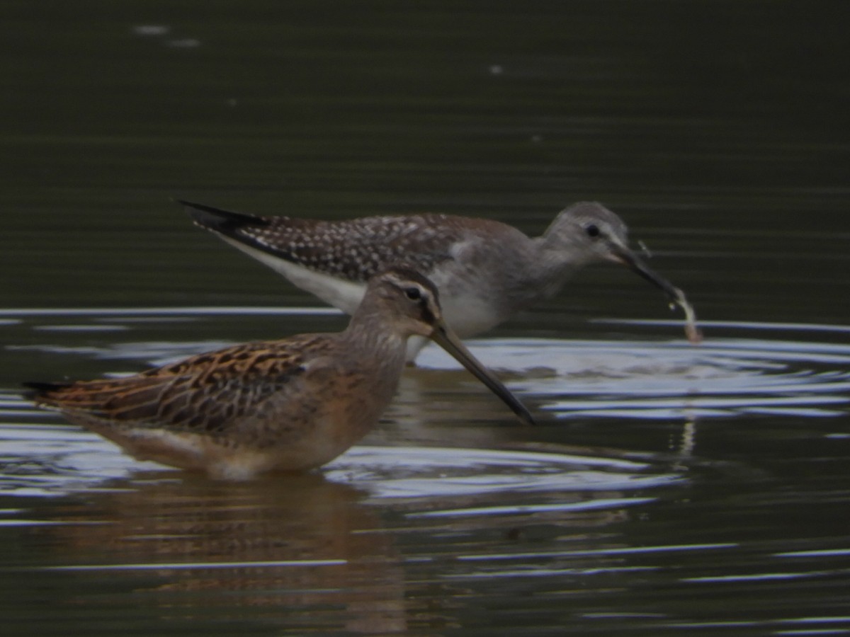 Lesser Yellowlegs - ML173340441