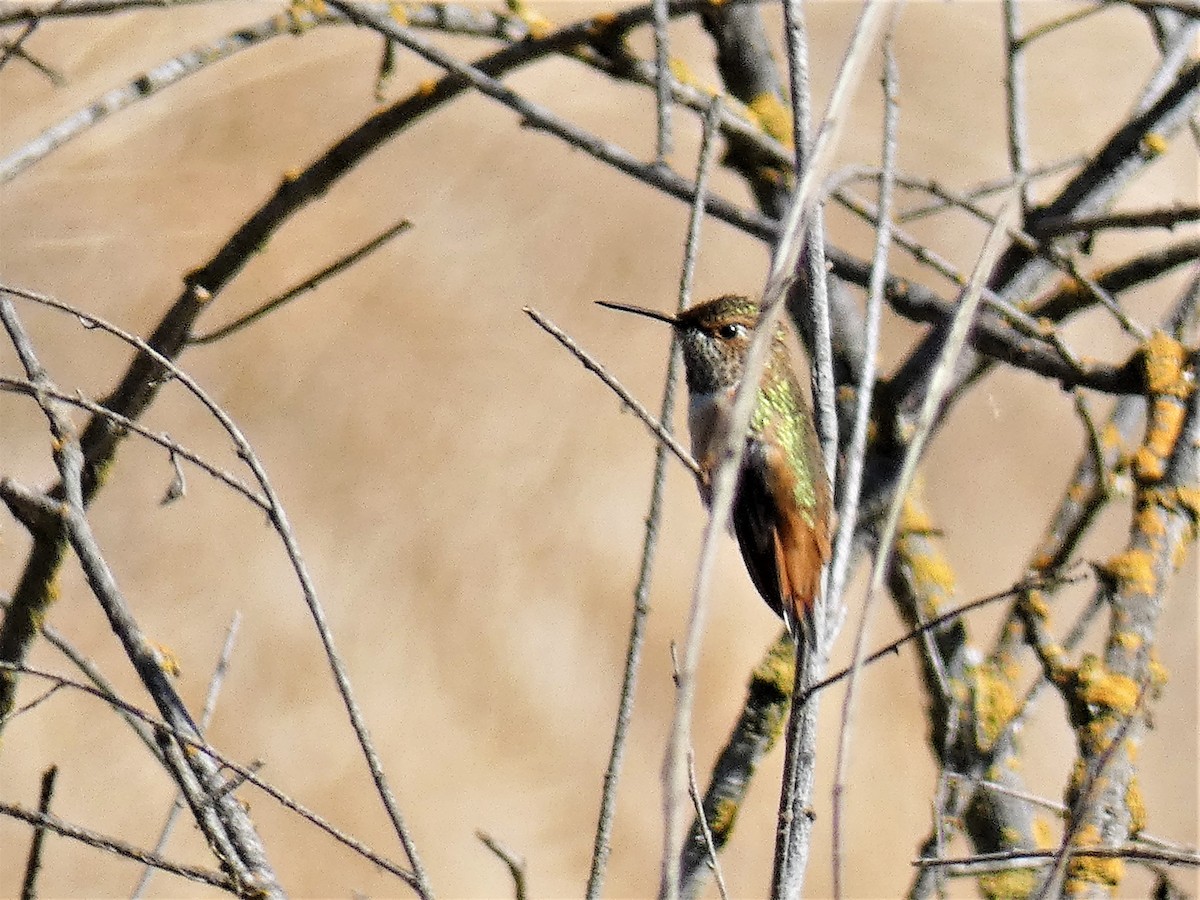 Rufous Hummingbird - ML173341661