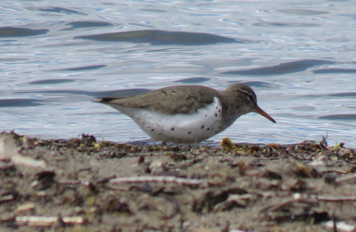 Spotted Sandpiper - ML173341721